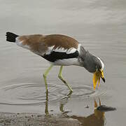 White-crowned Lapwing