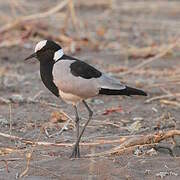 Blacksmith Lapwing