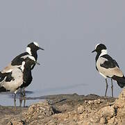 Blacksmith Lapwing