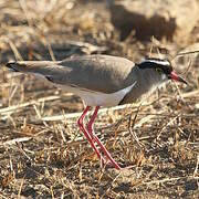 Crowned Lapwing