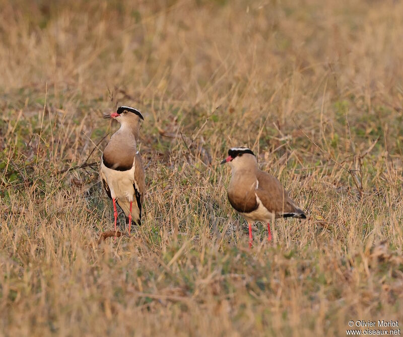 Crowned Lapwing