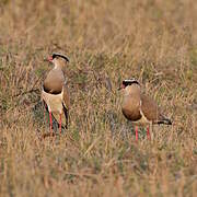 Crowned Lapwing