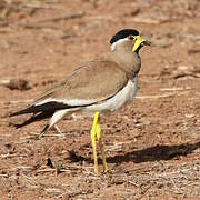 Yellow-wattled Lapwing