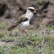 Andean Lapwing