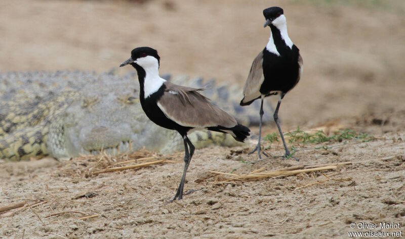 Spur-winged Lapwing