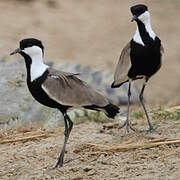 Spur-winged Lapwing