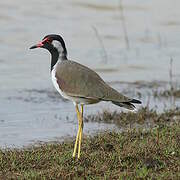 Red-wattled Lapwing