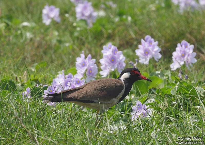 Red-wattled Lapwing