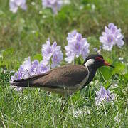 Red-wattled Lapwing