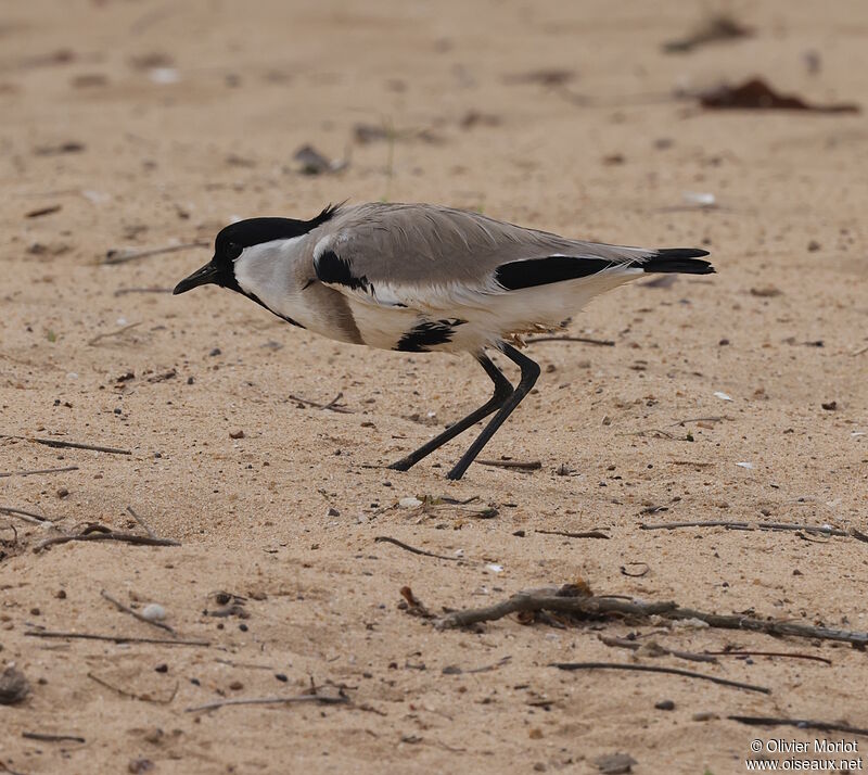 River Lapwing