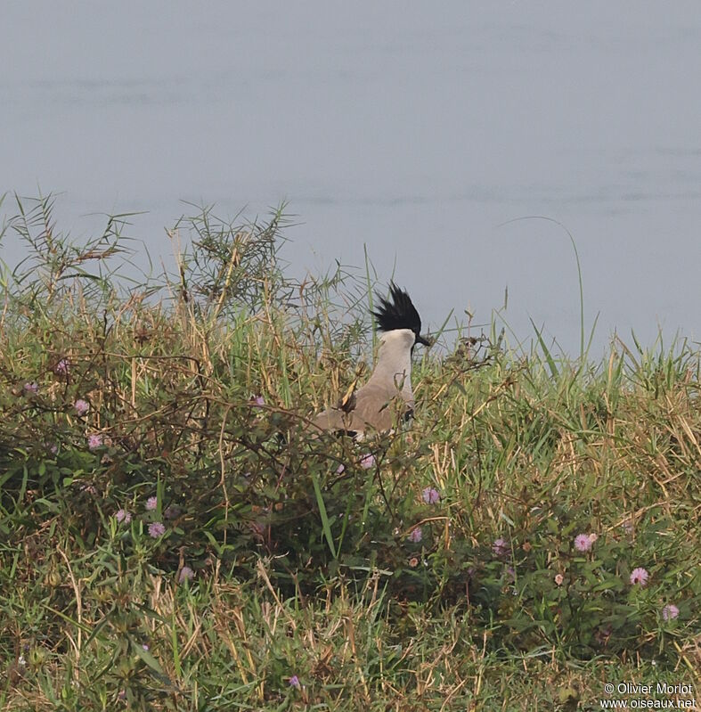 River Lapwing