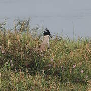 River Lapwing