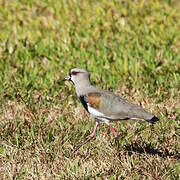 Southern Lapwing