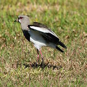 Southern Lapwing