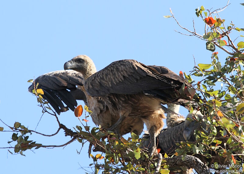 White-backed Vulture