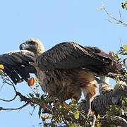 White-backed Vulture