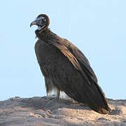 Hooded Vulture