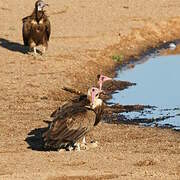 Hooded Vulture