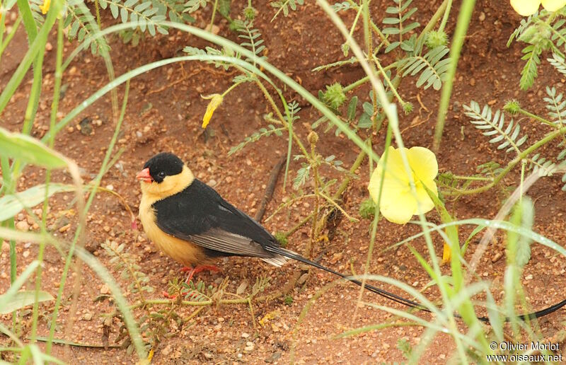 Shaft-tailed Whydah