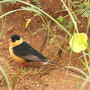 Shaft-tailed Whydah