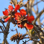 Cape White-eye