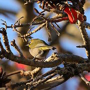 Cape White-eye