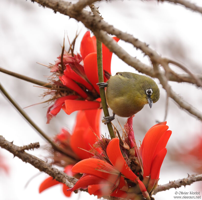 Cape White-eye