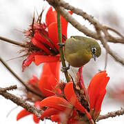 Cape White-eye