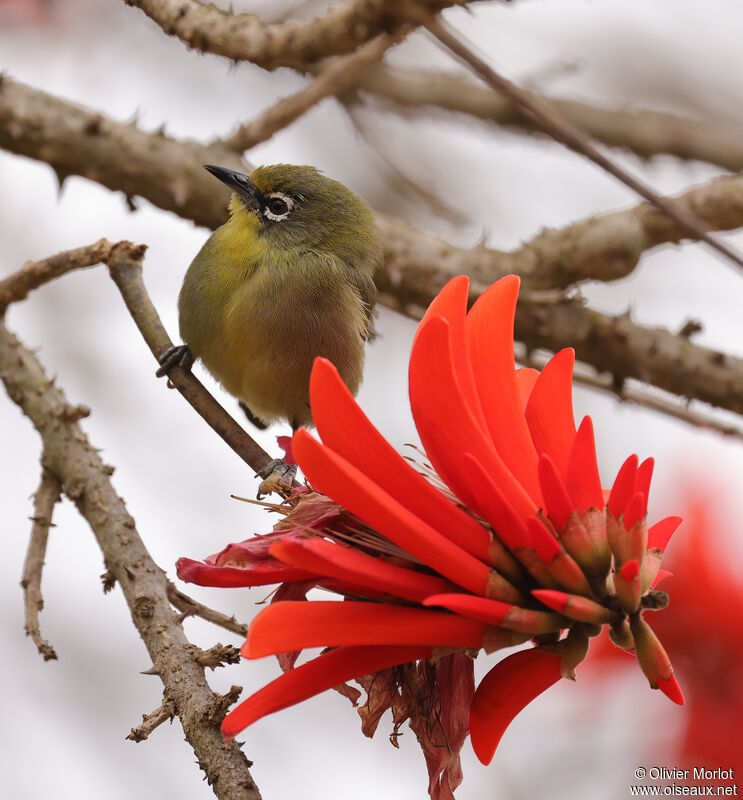 Cape White-eye