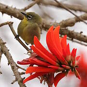 Cape White-eye