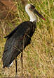 Cigogne à pattes noires