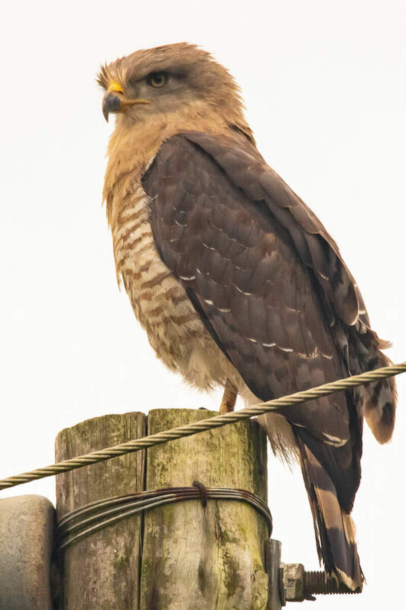 Southern Banded Snake Eagle - Circaetus Fasciolatus - Pber303838