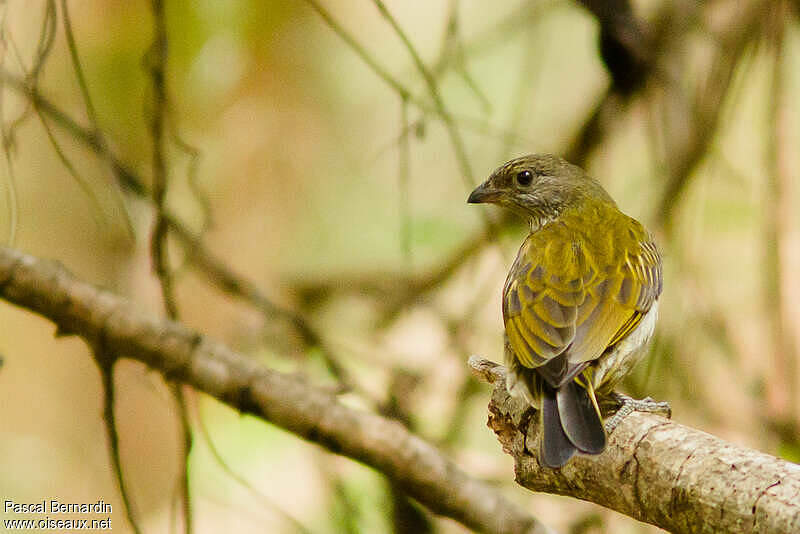 Scaly-throated Honeyguide