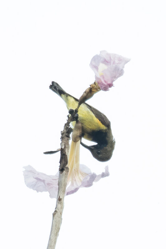 Ornate Sunbird, identification, close-up portrait, feeding habits, eats