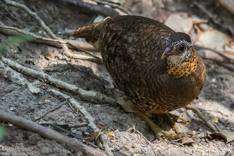 Green-legged Partridge - Tropicoperdix chloropus adult - pber203542