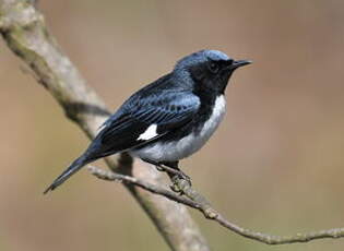 Paruline bleue