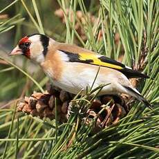 Chardonneret élégant