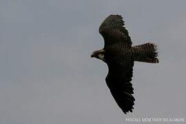 Peregrine Falcon