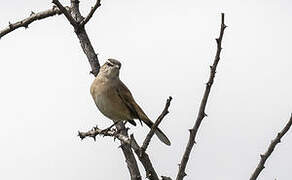 Kalahari Scrub Robin