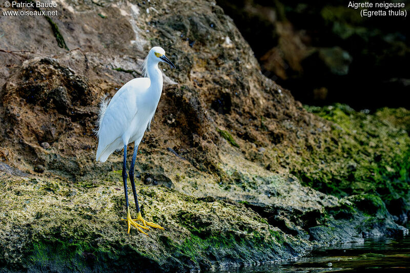 Aigrette neigeuseadulte