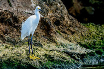 Aigrette neigeuse