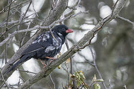 Red-billed Buffalo Weaver