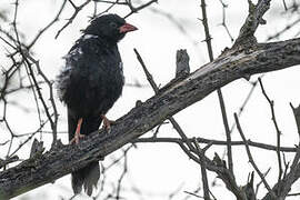 Red-billed Buffalo Weaver