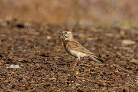 Red-capped Lark