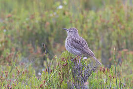 Agulhas Long-billed Lark