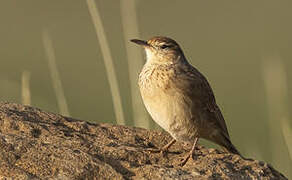 Eastern Long-billed Lark