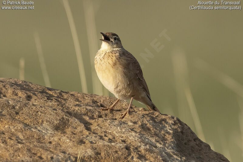 Eastern Long-billed Larkadult