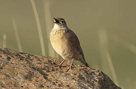 Eastern Long-billed Lark