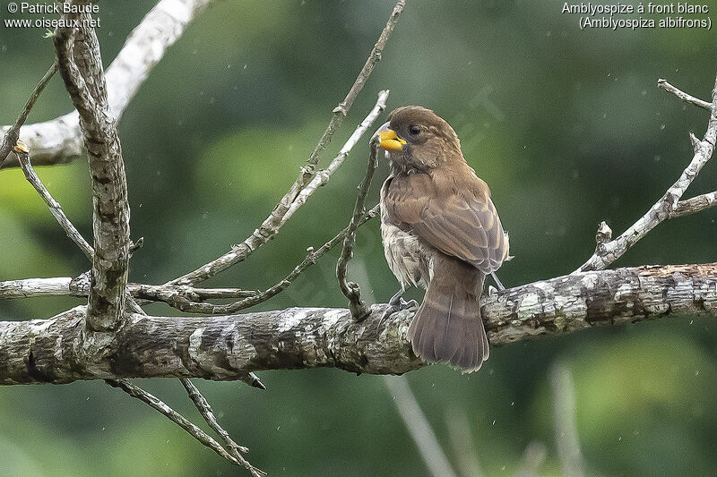 Thick-billed Weaveradult