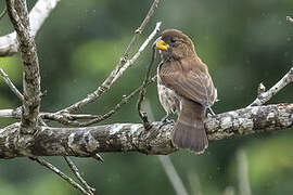 Thick-billed Weaver